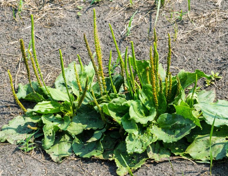 Plantain: First Aid Kit in a Plant