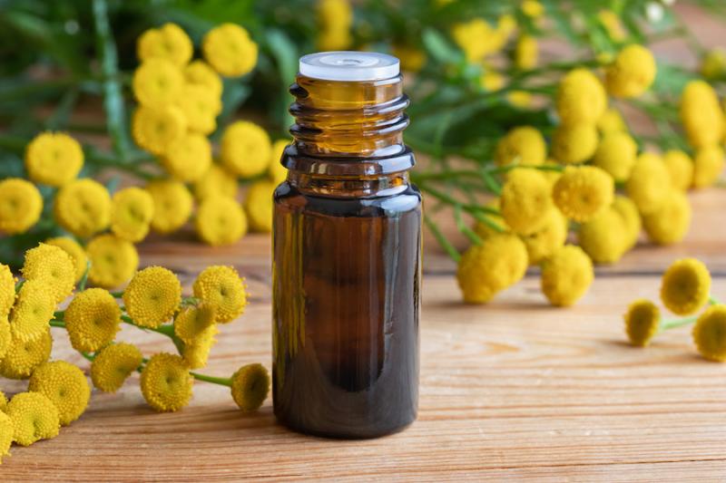 Tansy