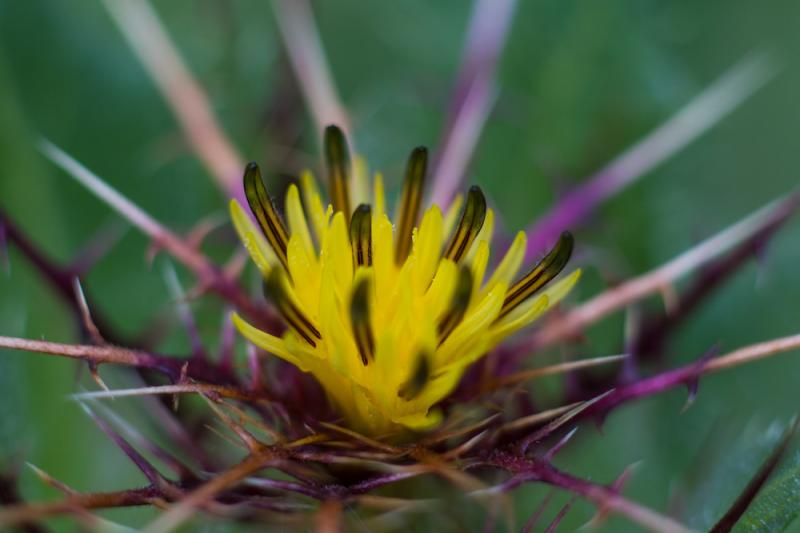 The Benefits of Blessed Thistle