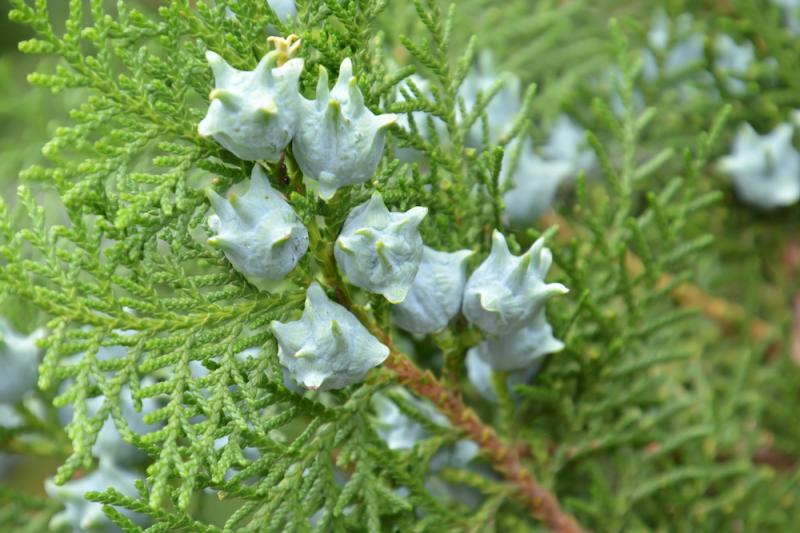Chinese Arborvitae and Biota Seed