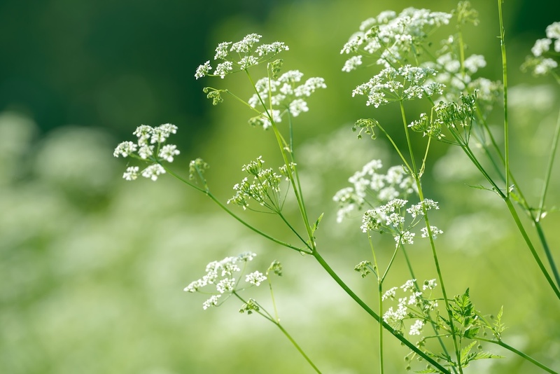 Sweet and Soothing Anise Seed
