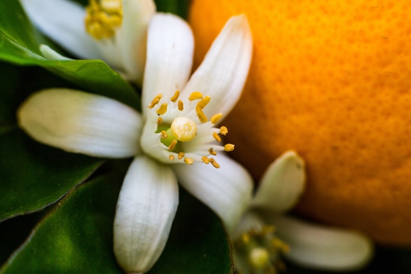 Neroli and Bergamot Essential Oils