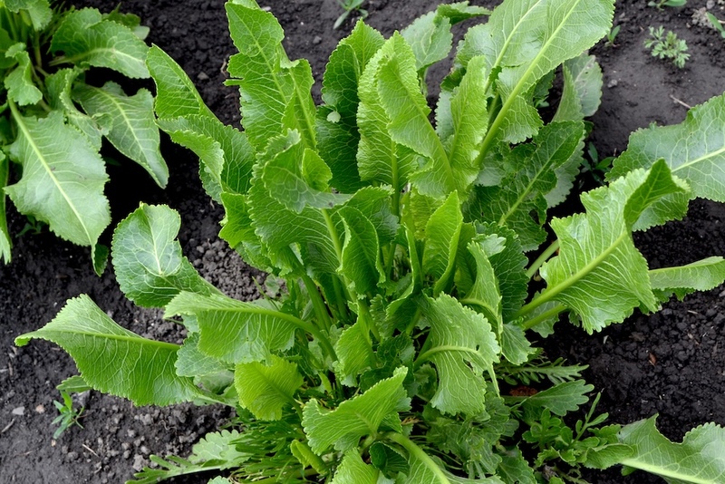 Horseradish