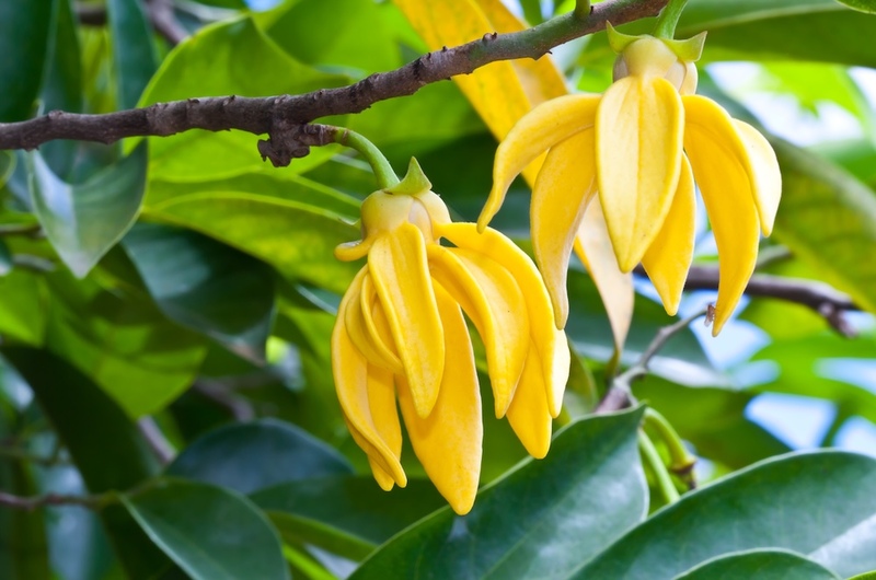 The Exotic Scent of Ylang Ylang