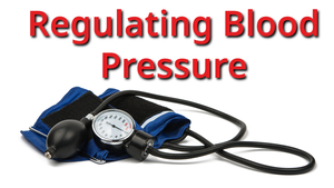Regulating Blood Pressure